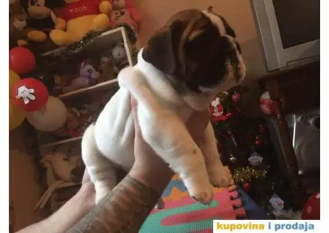 ENGLESKI BULDOG stenci na prodaju - 6/8