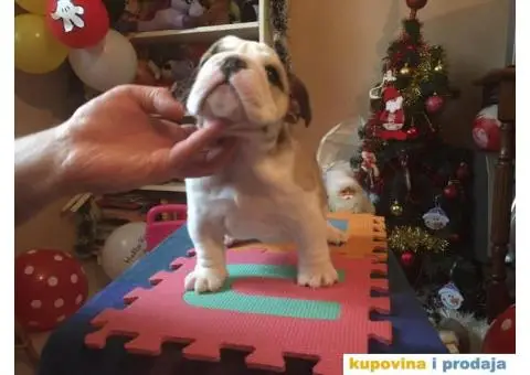 ENGLESKI BULDOG stenci na prodaju - 7/8