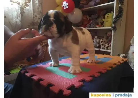 ENGLESKI BULDOG stenci na prodaju - 8/8