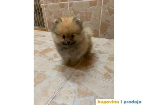 POMERANSKI SPIC EXTRA stenci na prodaju - 2/7