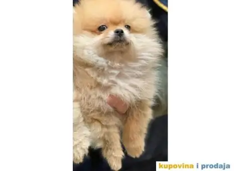 POMERANSKI SPIC EXTRA stenci na prodaju - 3/7