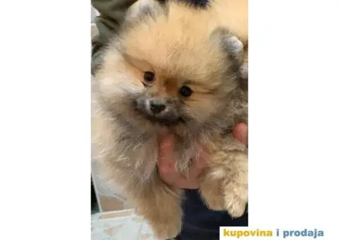 POMERANSKI SPIC EXTRA stenci na prodaju - 4/7
