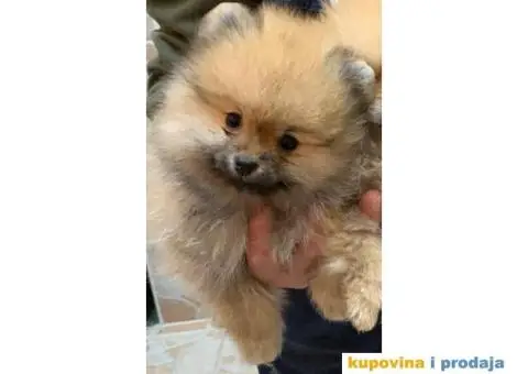 POMERANSKI SPIC EXTRA stenci na prodaju - 5/7