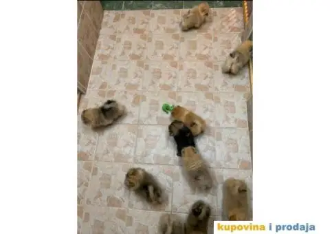 POMERANSKI SPIC EXTRA stenci na prodaju - 6/7