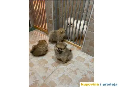 POMERANSKI SPIC EXTRA stenci na prodaju - 7/7