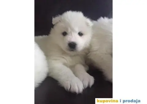 Sibirski SAMOJEDI izlozbenog potencijala - 1/10