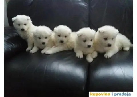 Sibirski SAMOJEDI izlozbenog potencijala - 2/10