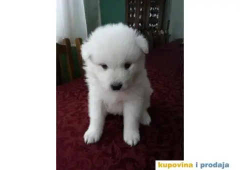 Sibirski SAMOJEDI izlozbenog potencijala - 3/10