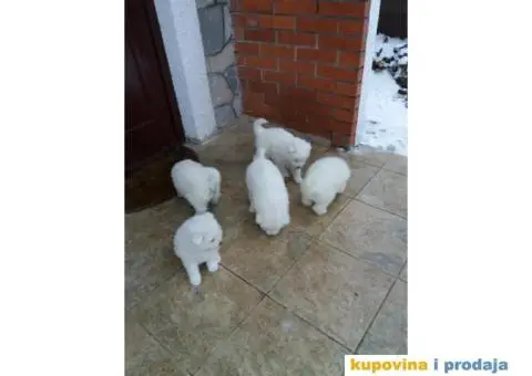 Sibirski SAMOJEDI izlozbenog potencijala - 4/10