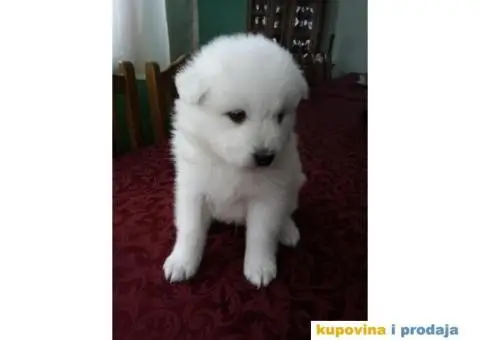 Sibirski SAMOJEDI izlozbenog potencijala - 5/10