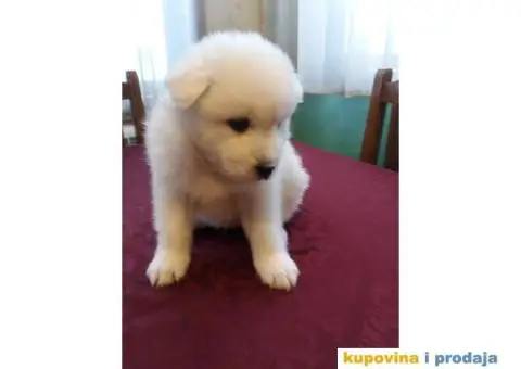 Sibirski SAMOJEDI izlozbenog potencijala - 6/10