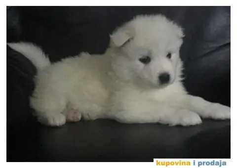 Sibirski SAMOJEDI izlozbenog potencijala - 7/10