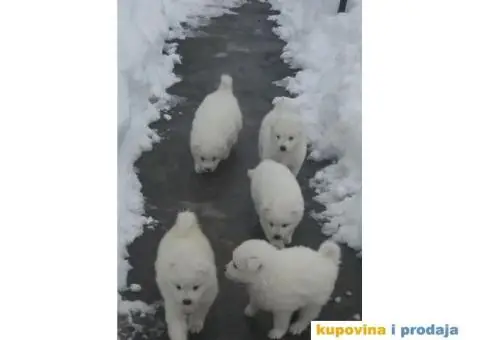 Sibirski SAMOJEDI izlozbenog potencijala - 8/10