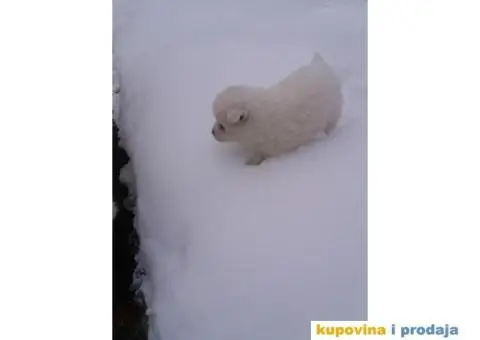 Sibirski SAMOJEDI izlozbenog potencijala - 9/10