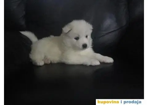 Sibirski SAMOJEDI izlozbenog potencijala - 10/10