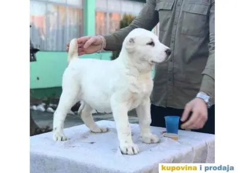 Stenci SREDNJEAZIJSKOG OVCARA sampionskog porekla - 1/10