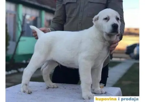 Stenci SREDNJEAZIJSKOG OVCARA sampionskog porekla - 2/10