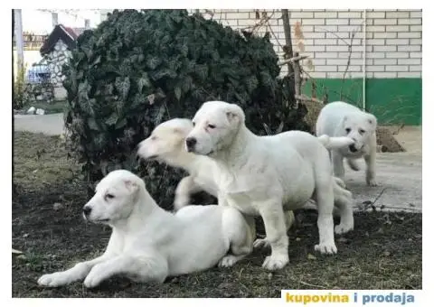 Stenci SREDNJEAZIJSKOG OVCARA sampionskog porekla - 3/10