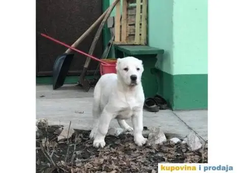 Stenci SREDNJEAZIJSKOG OVCARA sampionskog porekla - 4/10