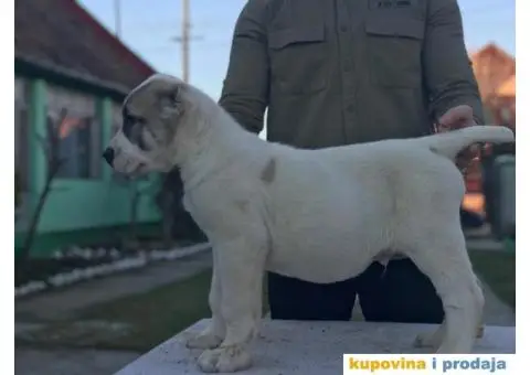 Stenci SREDNJEAZIJSKOG OVCARA sampionskog porekla - 5/10