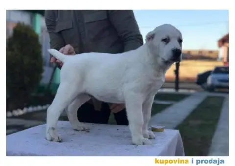 Stenci SREDNJEAZIJSKOG OVCARA sampionskog porekla - 6/10