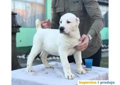 Stenci SREDNJEAZIJSKOG OVCARA sampionskog porekla - 7/10