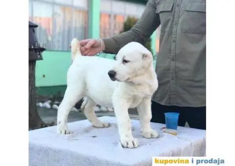 Stenci SREDNJEAZIJSKOG OVCARA sampionskog porekla - 8/10