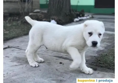 Stenci SREDNJEAZIJSKOG OVCARA sampionskog porekla - 9/10