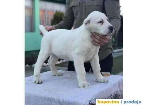 Stenci SREDNJEAZIJSKOG OVCARA sampionskog porekla - 10/10