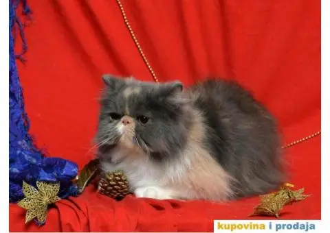 PERSIJSKE MACE na prodaju - 1/3