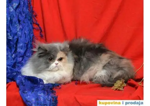 PERSIJSKE MACE na prodaju - 2/3