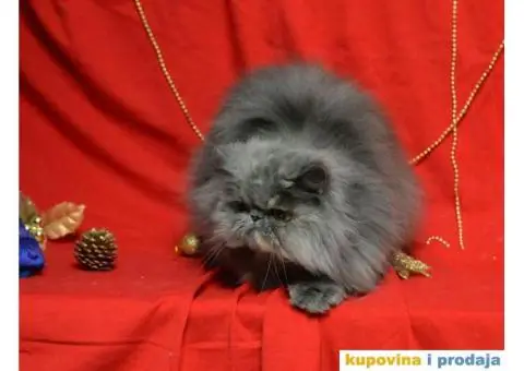 PERSIJSKE MACE na prodaju - 3/3