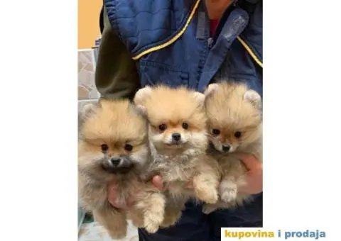 POMERANSKI SPIC extra stenci - 1/6