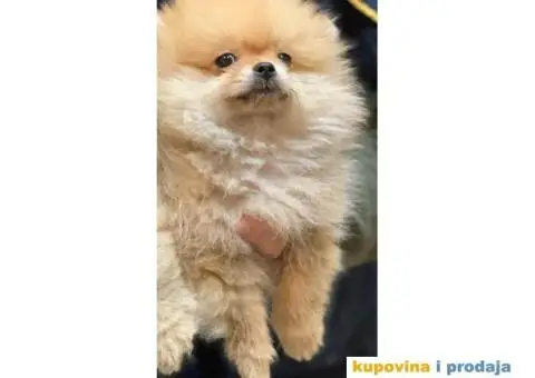 POMERANSKI SPIC extra stenci - 3/6