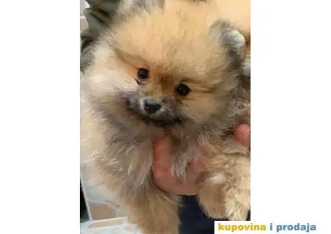 POMERANSKI SPIC extra stenci - 4/6