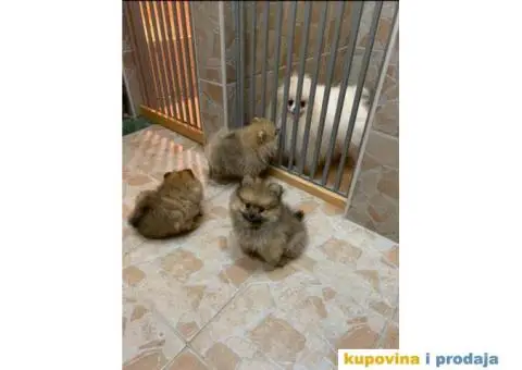 POMERANSKI SPIC extra stenci - 6/6