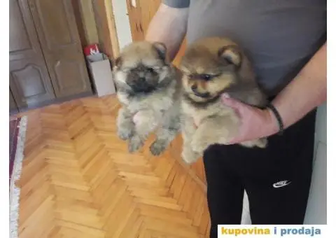 POMERANSKI SPIC - stenci - 1/5