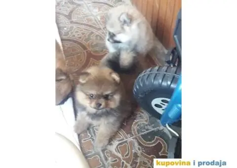 POMERANSKI SPIC - stenci - 2/5