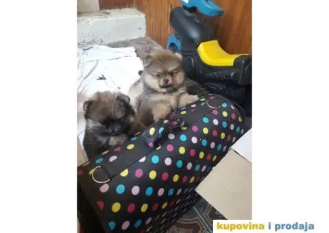 POMERANSKI SPIC - stenci - 4/5