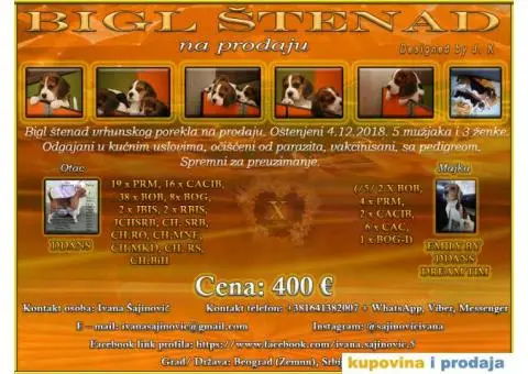 Bigl štenad - 1/8