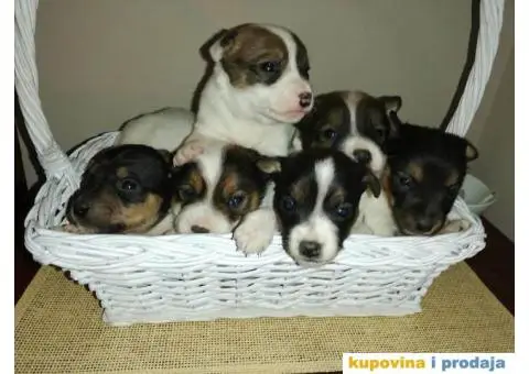 DZEK RASEL TERIER - dvanaest prelepih stenaca - 1/10