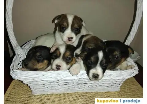 DZEK RASEL TERIER - dvanaest prelepih stenaca - 2/10