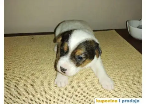 DZEK RASEL TERIER - dvanaest prelepih stenaca - 3/10