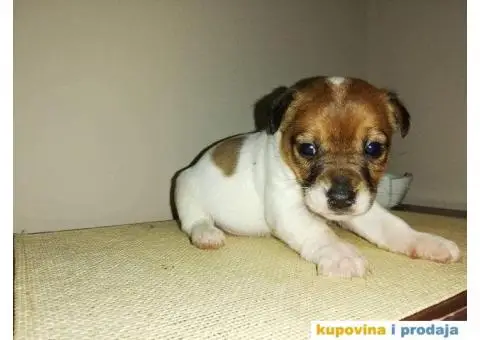 DZEK RASEL TERIER - dvanaest prelepih stenaca - 4/10