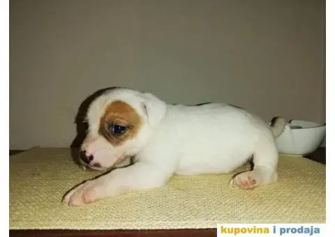 DZEK RASEL TERIER - dvanaest prelepih stenaca - 5/10