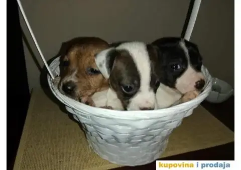 DZEK RASEL TERIER - dvanaest prelepih stenaca - 6/10