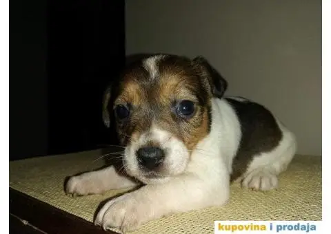 DZEK RASEL TERIER - dvanaest prelepih stenaca - 7/10