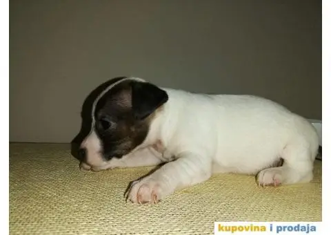 DZEK RASEL TERIER - dvanaest prelepih stenaca - 8/10