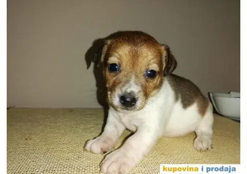 DZEK RASEL TERIER - dvanaest prelepih stenaca - 9/10