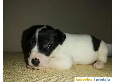 DZEK RASEL TERIER - dvanaest prelepih stenaca - 10/10